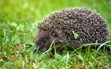 Hedgehog, (Scientific name: Erinaceus europaeus) wild, native, European hedgehog on green grass.