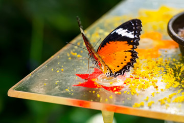 Closeup   beautiful butterflies sitting on the flower.