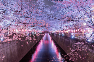 目黒川の満開桜