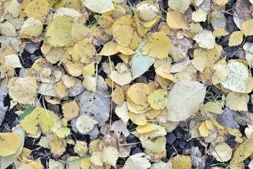 yellow leaves on lie in autumn