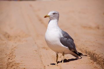 Gaviota