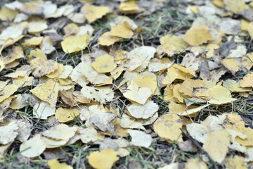 yellow leaves on lie in autumn