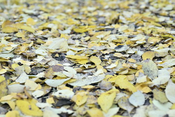 yellow leaves on lie in autumn