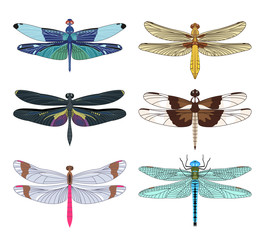 Dragonfly icons set in flat style isolated on white background.