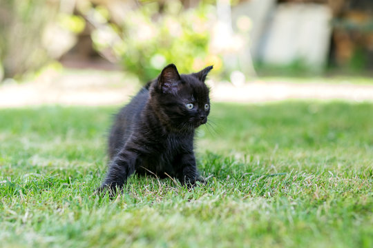 A little black cat is playing in the grass. The concept of pets, farm.