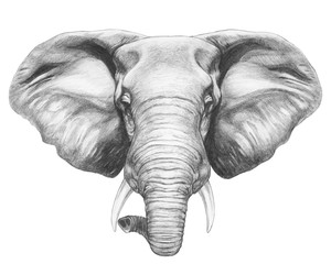 Por trait of Elephant. Hand-drawn illustration. Vector isolated elements.	
