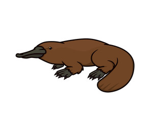 Detailed Platypus the Amphibian Animal Illustration