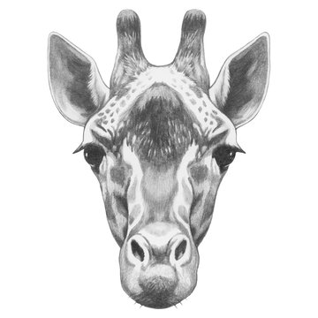 Portrait of Giraffe. Hand-drawn illustration. Vector isolated elements.	