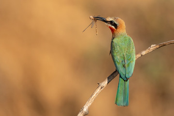 white-fronted bee-eater with a dragonfly catch in its beak