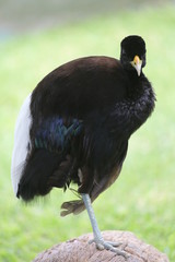 aves varias 