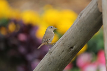 aves varias 