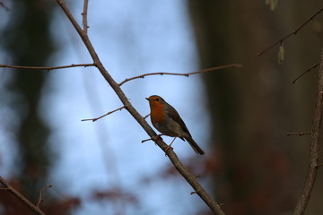 aves varias 