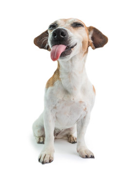 Teasing funny dog with tongue iut. White background. Adorable Jack russell terrier . silly attitude