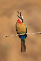 White-fronted bee-eater throwing its prey in the air