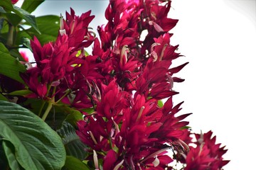 bouquet of red flowers