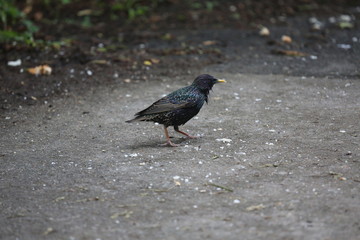 aves varias 