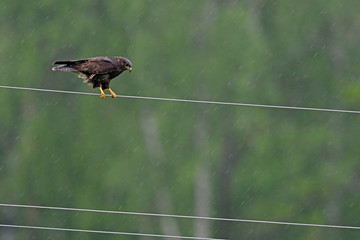 Mäusebussard (Buteo buteo) auf einer Stromleitung - Common buzzard on a power cable