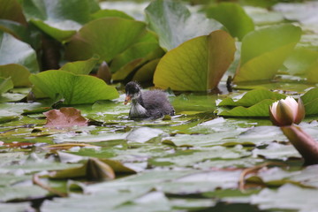 aves varias 