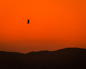 silhouette of bird in flight