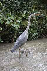 aves varias 