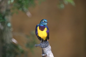 aves varias 