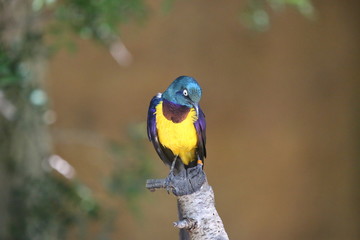 aves varias 