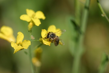 Biene auf Blüte