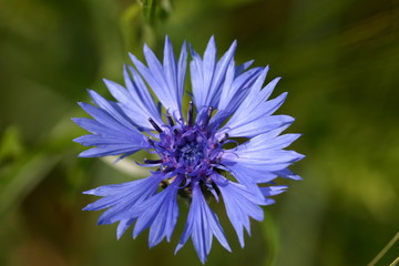Hummel auf Kornblume