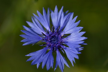 Obraz premium Kornblume