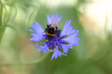 Hummel auf Kornblume