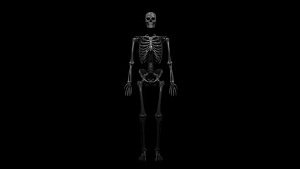 Fototapeta na wymiar Skeleton, x-ray, bones in body