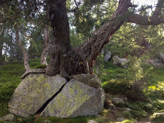 Large and old larch grown among the boulders in the mountain woods.