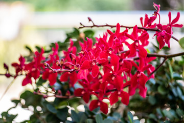 Obraz na płótnie Canvas red flowers in the garden