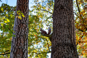 Red squirrel with a nut sits on a branch in the autumn forest
