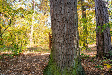 Red squirrel with a nut climbs a tree in the autumn forest