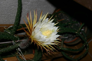 Königin der Nacht Blüte