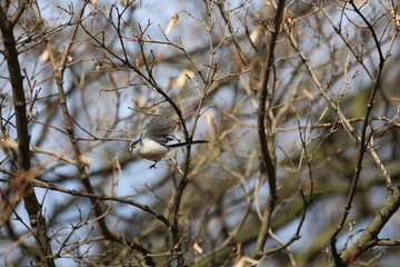 aves varias 