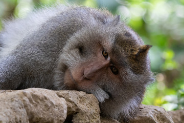 Closeup of Balinese Long Tailed Monkey (Macada fascicularis), known as Macaque. Laying on stones and looking at camera. In the Sacred Monkey Forest Sanctuary, Ubud, Bali, Indonesia. 