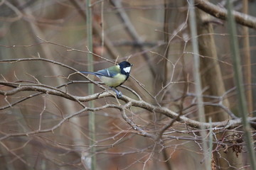 aves varias 