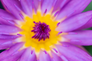 Obraz premium closeup of purple flower