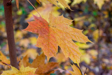 Maple leaves of a maple on a branch, golden autumn.