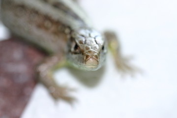 Zauneidechse