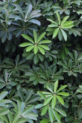 Green leaves background