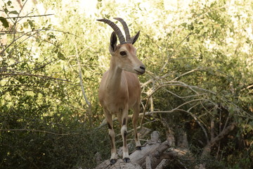 Deer in the nature standing on a tree