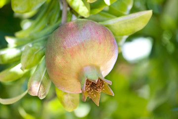 one pomegranate (Punica granatum) fruit ripening on a tree 