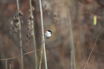aves varias 