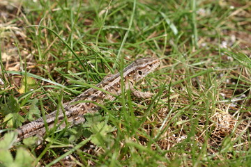 Zauneidechse