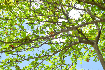 Obraz premium tree branch with leaves. green nature background