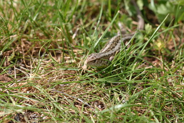 Fototapeta premium Zauneidechse