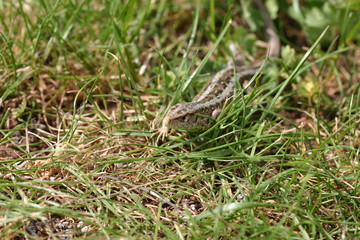 Naklejka premium Zauneidechse